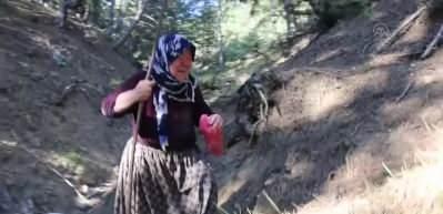 Bolu'da kurt s&uuml;r&uuml;s&uuml; saldırdı, 21 koyun telef oldu