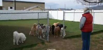 B&ouml;yle uslu k&ouml;pek g&ouml;r&uuml;lmedi! Dışarı &ccedil;ıkmak i&ccedil;in...