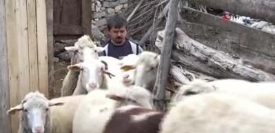 Boyundan b&uuml;y&uuml;k koyunlara &ccedil;obanlık yapıyor