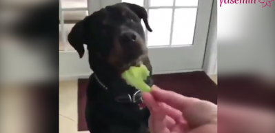 Brokoli g&ouml;r&uuml;nce deliren k&ouml;pek