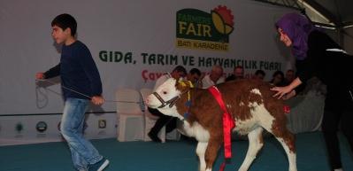 Bu da buzağıların g&uuml;zellik yarışması!