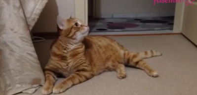 Bu kedi mama diyor!