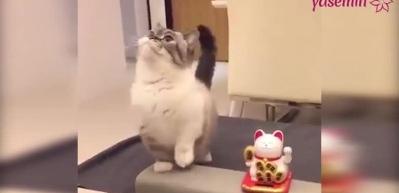 Mankenlere taş &ccedil;ıkartan kedi!