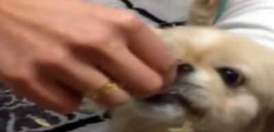 Bu k&ouml;pek &ccedil;ekirdek &ccedil;itliyor