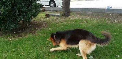 Bu köpek denizden taş çıkartıyor, ağaç buduyor, etrafı süpürüyor