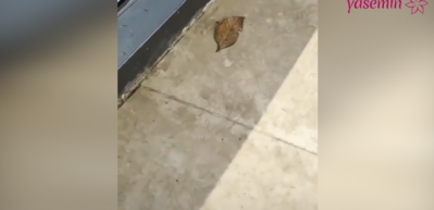 Bu yaprağın d&ouml;n&uuml;şt&uuml;ğ&uuml; şeye inanamayacaksınız!