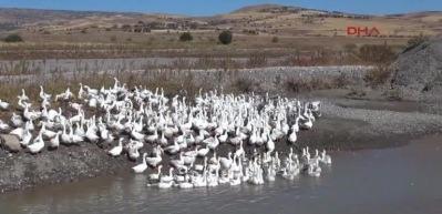 Burası Tunceli! Duyan sıraya girdi