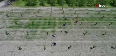 Bursa ovasında &ccedil;ift&ccedil;iler hasat yaptı, meyvelerini ila&ccedil;ladı