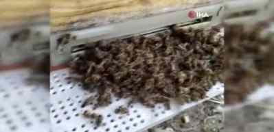 Bursa'da binlerce arının şok eden &ouml;l&uuml;m&uuml;...&Ouml;len arılarıyla m&uuml;d&uuml;rl&uuml;ğe geldiler