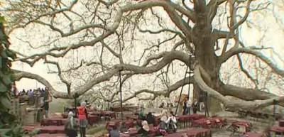 6 asırlık 'İnkaya &Ccedil;ınarı'