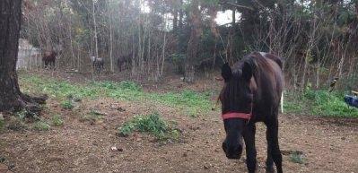 B&uuml;y&uuml;kada'da karantinaya alınan atlar g&ouml;r&uuml;nt&uuml;lendi