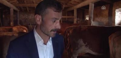 Buzağı yetiştiricileri devlet desteğinden memnun