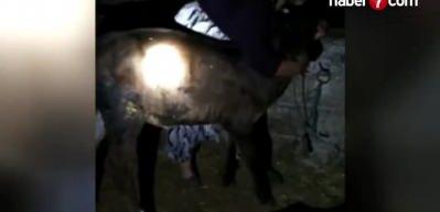 &Ccedil;alınan hayvanları bulununca "kınalı kuzum" diyerek sevdi
