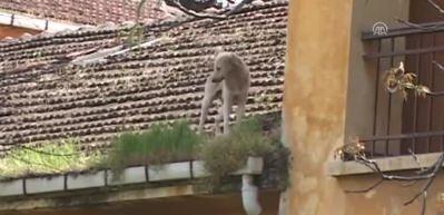 &Ccedil;atıda mahsur kalan k&ouml;peği itfaiye kurtardı