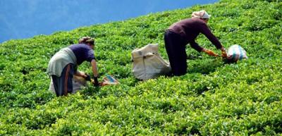 Çay üreticisi ramazanda zorlanıyor
