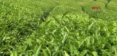 &Ccedil;ay demleme şampiyonu, doğru bilinen yanlışı a&ccedil;ıkladı