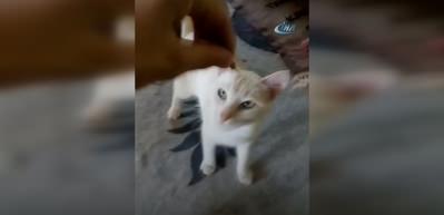 Çekirdek çitleyen kedi sosyal medyanın gündeminde