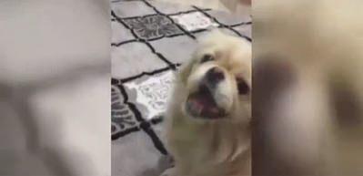 &Ccedil;ekirdek &ccedil;itleyen k&ouml;pek!