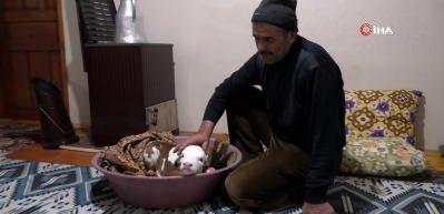 Y&uuml;rekleri ısıtan g&ouml;r&uuml;nt&uuml;! Erken doğum yapan buzağıya &ccedil;ocukları gibi bakıyor