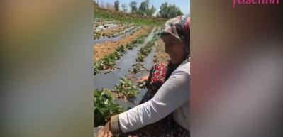 &Ccedil;ift&ccedil;i teyzenin toprağa olan aşkı sosyal medyayı salladı! 
