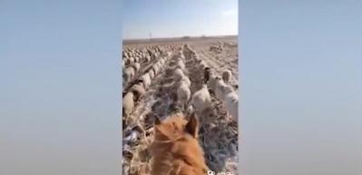 &Ccedil;inli &ccedil;oban, 400'den fazla koyununa askeri d&uuml;zende y&uuml;r&uuml;meyi &ouml;ğretti