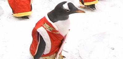 &Ccedil;inli turistler sevimli penguenlere adeta bayıldı