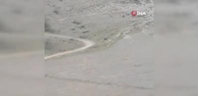&Ccedil;oban k&ouml;peklerinin domuza saldırmaları kameraya yansıdı