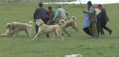 Çoban köpeklerinin ekmek kavgası! Öldüresiye...