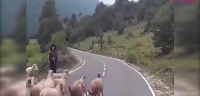 &Ccedil;obana isyan eden koyunlar!