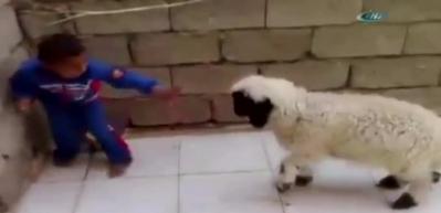 &Ccedil;ocuk ve kuzunun g&uuml;ld&uuml;ren kavgası