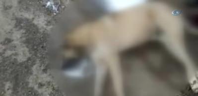 &Ccedil;ok sayıda k&ouml;pek zehirlenerek &ouml;ld&uuml;r&uuml;ld&uuml;