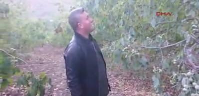  &Ccedil;orum'da ceviz &uuml;reticisinin hasat mutluluğu