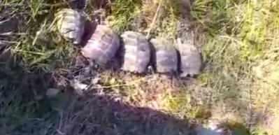 &Ccedil;ukura d&uuml;şen kaplumbağaları itfaiye kurtardı