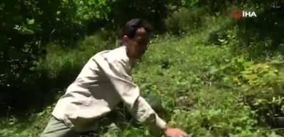 Dağlardan 4 saatte ancak 1 kilo toplanabiliyor, 150-200 TL'den satılıyor