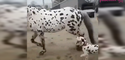 Dalma&ccedil;yalı atı annesi zanneden k&ouml;pek!