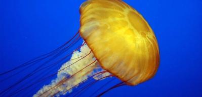  Denizanası hakkında bilinmesi gerekenler...