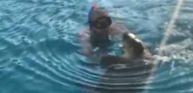 Denizciler Derneği Başkanı caretta caretta saldırısına uğradı