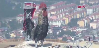 Denizli'deki dev horoz Guinness Rekorlar Kitabı'na girdi