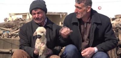 Depremde annesiz kalan kuzular i&ccedil;in g&ouml;zyaşı