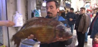 Dev balıklar g&ouml;renleri şaşırttı