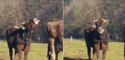 Dilini ağzına sokmayı beceremeyen inek