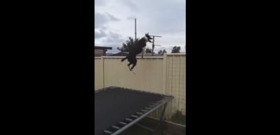 Dışarısını görmek için trambolinde zıplayan köpek