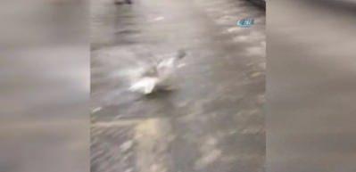 Dolu mağduru martıları vatandaşlar veterinere getirdi