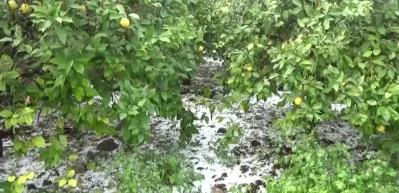 Dolu tarım arazilerine zarar verdi