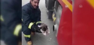 Donmak &uuml;zere olan k&ouml;pek yavrularını itfaiye kurtardı