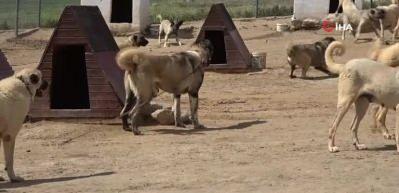 D&uuml;nyaca &uuml;nl&uuml; Kangal k&ouml;pekleri şimdi de cezaevlerini koruyacak