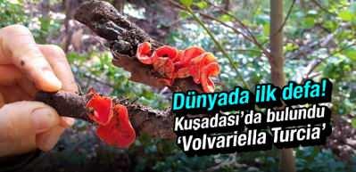 D&uuml;nyada ilk defa kuşadası'nda bulundu! 'Volvariella Turcica'