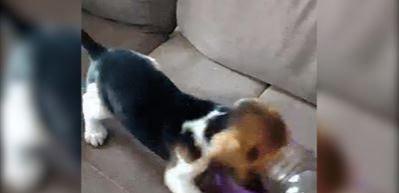 D&uuml;nyanın en a&ccedil; k&ouml;peği kamerada
