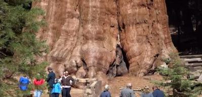 D&uuml;nyanın en b&uuml;y&uuml;k ağacı General Sherman