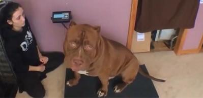D&uuml;nyanın en b&uuml;y&uuml;k pitbul k&ouml;peği